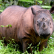 The Sumatran rhino is among the rarest mammals on Earth.